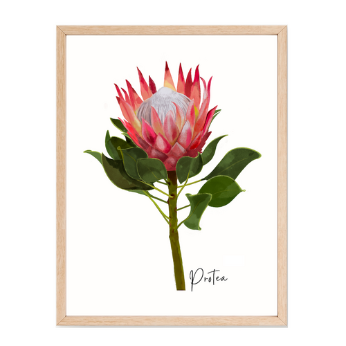 AGCP1004: Protea Flower Poster