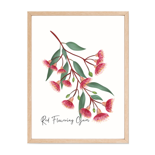 AGCP1008: Red Flowering Gum Poster