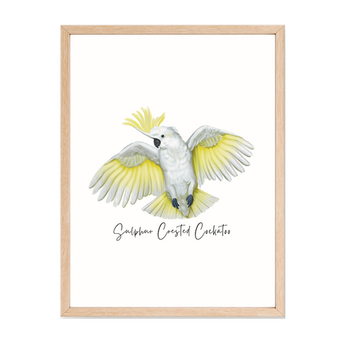 AGCP1018: Sulphur Crested Cockatoo Poster